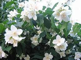 Arbre Fruitier Gene Kaki
