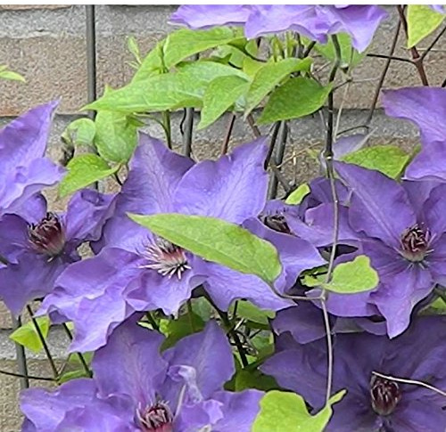 3 x Clematide The President - Acquista 3 / Paga 2 (per Balcone e Patio) - 3 Vasi da 1,5 Litri (Pianta Rampicante - Clematis Blu - Pianta Adulta) - Muri, Pergola, Balconi e Terrazze | ClematisOnline