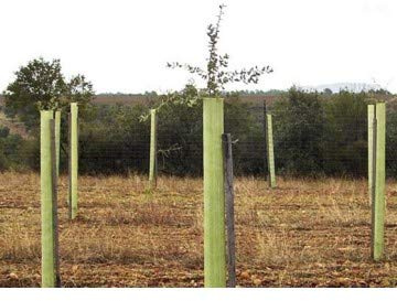 Protector de arbol tronco perforado y biselado de 150 cm. de altura.. Pack 4 unidades Protección contra fauna cinegética de gran tamaño.