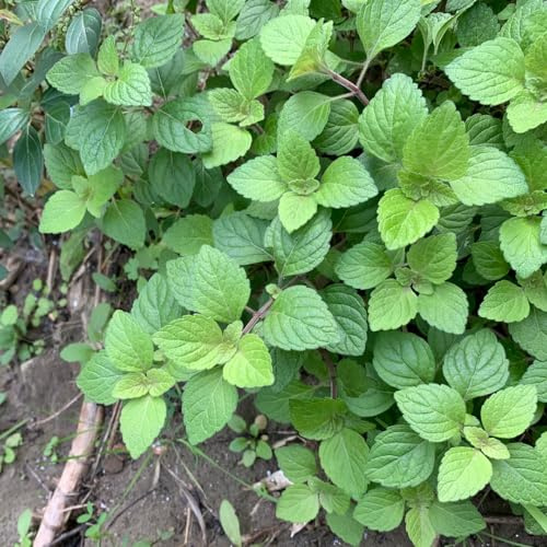 Semi di menta piperita - balcone menta per giardinieri vecchie varietà selvatiche semi di esotico raro 100pcs