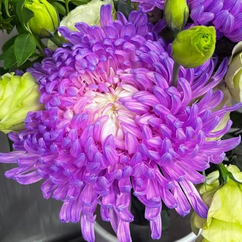 crisantemi - in vaso arredamento del soggiorno giardino roccioso giardino rara rampicante roccioso resistenti per il pieno sole 60semi
