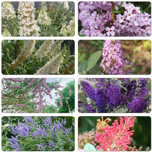 schmetterlingsflieder sommerflieder blumensaat schmetterlingsflieder exotische zimmerpflanzen herbstblumen winterhart blumenwiesensaat Schmetterlingsstrauch wildblumensamen mehrjährig 100samen