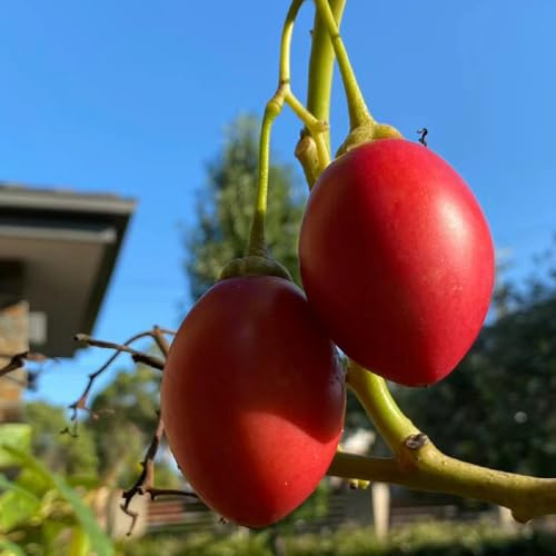 semillas de tomate de árbol tamarillo, Comprar orgánicas frescas, exterior, resistente al invierno. decorativas 40pcs