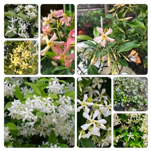 jasminpflanze sternjasminpflanzen 20-30cm - büropflanzen gartenblumen 1pflanzen Schnelles Wachstum