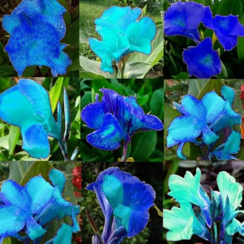 Canna, gemischte seltene Farben – winterhart, mehrjährig – gut für Gärten und Behälter – pflegeleicht-1 stück