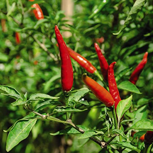 Thompson and Morgan Pepper Chilli Very Hot Demon Red 6 Seeds