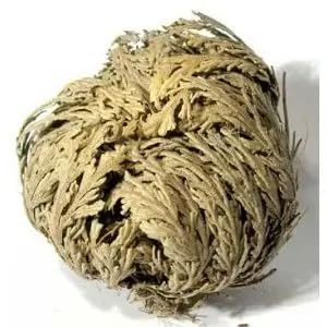 Rose of Jericho, Resurrection, Magical Plant - Small