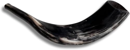 Authentischer und koscherer polierter Ramhorn-Schofar aus Israel (35,6 cm – 40,6 cm)