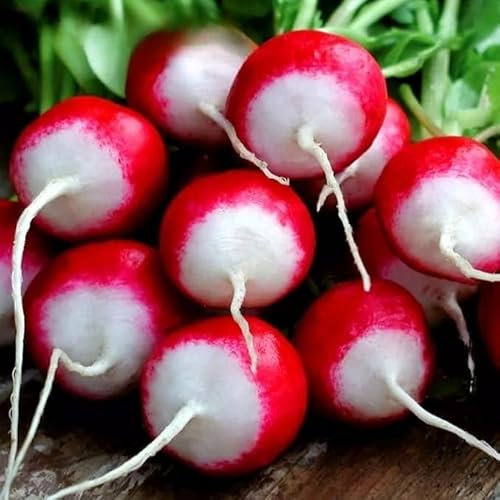 Radish 'Poloneza' - 700 Seeds + Freebie + Plant Tag - Raphanus sativus