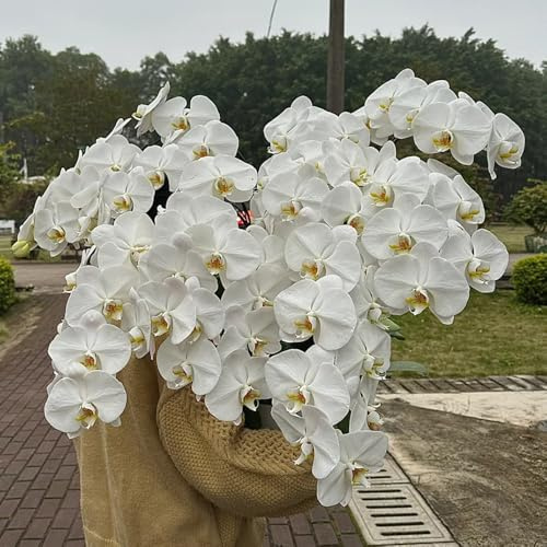 Semillas de orquídeas phalaenopsis - interior silvestres perennes exóticas 700pcs