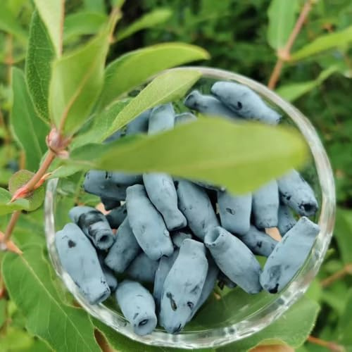 Semi di mirtillo siberiano - balcone biologiche antiche varietà resistenti rustiche 100pcs