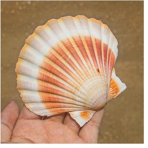 ZIUBMVDYC Coquilles Saint-Jacques Jaunes de 3 à 4 Pouces Coquillages Plage mer for l'artisanat for Le Remplissage Vase d'aquarium Bricolage (1 pièces) -Coquillages naturels