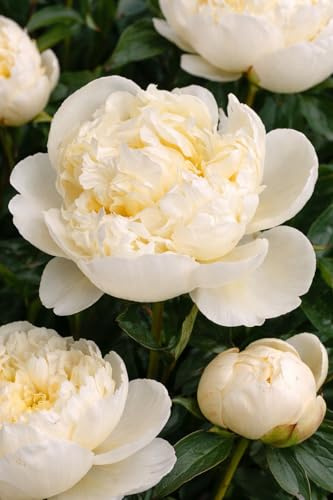 Paeonia lactiflora ‘Shirley Temple’ – Duftende Edelpfingstrose cremeweiß | Winterharte Gartenpfingstrose im 1L Topf | Mehrjährige Staude für Beet, Bauerngarten & Schnittblumen
