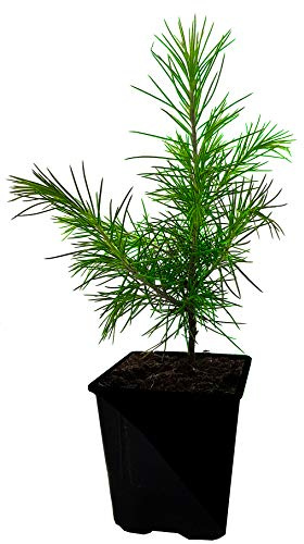 Seedeo® Himalaja Zeder (Cedrus deodara) ca. 10 cm - 20 cm hoch