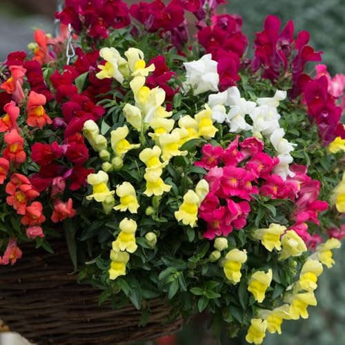 Bedwen Antirrhinum Mix 'Candelabra' Plug Plant x4 – Snapdragon Trailing Summer-Flowering Bedding Plants for Hanging Baskets & Patio Pots
