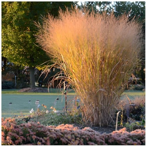 Stauden Gänge 3 x Panicum virgatum 'Thundercloud' Riesen Rutenhirse | Hohes Ziergras für Sonne, Blüte August bis Oktober, mehrjährig, 1 L Topf (11x11 cm)