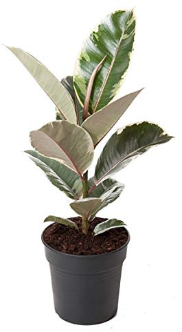 Ficus elastica Tineke – Weißbunter Gummibaum 50-60 cm – Pflegeleichte Zimmerpflanze mit luftreinigender Wirkung – Deko-Pflanze für Wohnzimmer, Büro & Urban Jungle – Trendige Grünpflanze im Topf