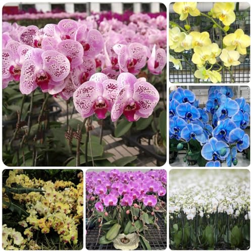orchidea, orchidee - phalaenopsis ornamentali per zone soleggiate per l' di semi di ombra semi selvatici interno, autunnali 180semi