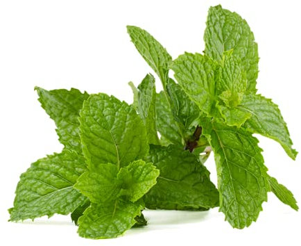 Graines Menthe poivrée - sachet d'environ 200 graines - Mentha X/piperita/Lamiaceae - Graines de style