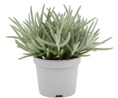 Rhipsalis Espinoso Rhipsalis Baccifera Horrida DECOALIVE | Cactus Vivo Ornamental Colgante | 12 cm Diámetro | 15 cm