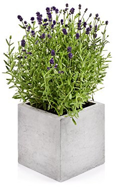 beske-Manufaktur Beton Blumentopf 'Kubik - M' | Größe 17x17x17 | 100% Handarbeit Made in Germany | Zeitlos elegant puristisch