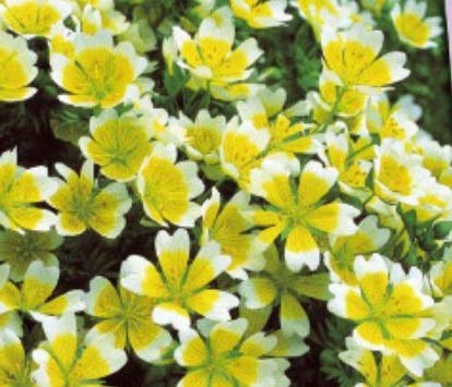 Stk - 130x Frisch Spiegelei gelbweiße Sumpfblume Garten Pflanzen - Samen K605 - Seeds & Plants Shop by Ipsa