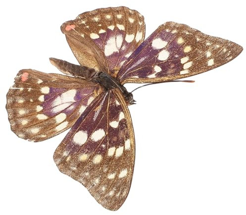 Toyvian Schmetterling Echt Montiertes Insektenausstellung Schmetterlingsexemplar Für Naturwissenschaften Lehrmittel Schmetterlingsdekor Gerahmtes Modell Tiersammlung Klassenzimmer Exemplar