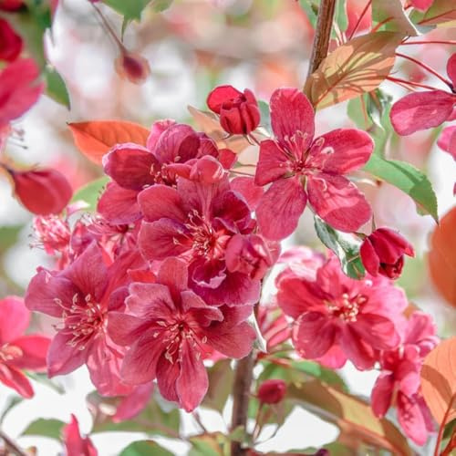 begonien malus spectabilis wildblumen balkonblumen, schnittblumen deko, balkon winterharte kübelpflanzen herbst deko steingartenpflanzen 75samen