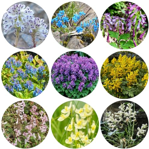 semi di speronella resistenti per il giardino speronella per aiuole rialzate, luoghi soleggiati esotiche resistenti di medicinali da appartamento da giardino 85pcs