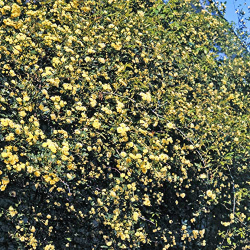 Banksia Lutea, rosaio rampicante antico di Rose Barni®, pianta di gran pregio, vigorosa con fiori a mazzetti color giallo limone, h. fino a 5 metri, rosa in vaso resistente, cod.14013
