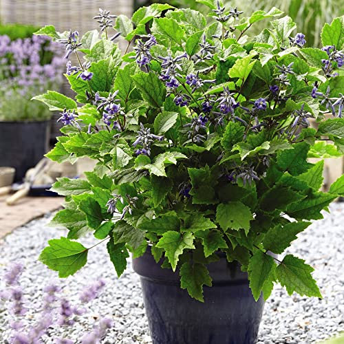 Clematis Outdoor Garden Perennial Plants Blue Flower for Patios & Low Garden Walls Clematis New Love Plant in 3X 9cm Pot by Thompson & Morgan (3)