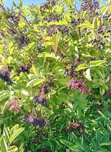 Schwarzer großfruchtiger Holunder Sambucus nigra Haschberg 40-60 cm Freilandaufzucht