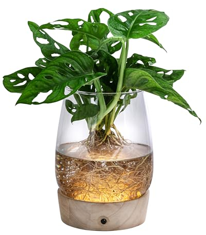 Dehner Waterplant Fensterblatt Kingston, Monstera adansonii, Wasserpflanze im LED Glas, Ø 14 cm, Höhe 30 cm, Zimmerpflanze