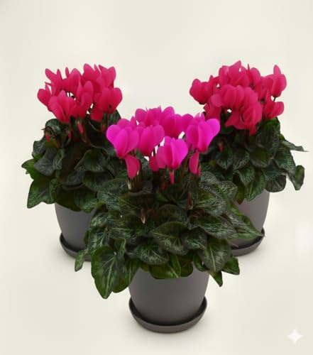 Set 3 Piante di Ciclamino Fucsia in Vaso – Pianta Ornamentale da Interno ed Esterno – Fioritura Autunnale e Invernale, Fiore Decorativo Luminoso per Casa, Balcone e Giardino