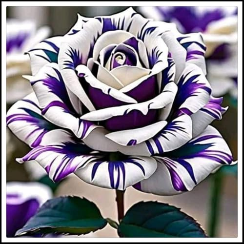 Rizomi di rosa/miste/Radici selezionate di hosta/resistenti al freddo e alla siccità/adatte per la decorazione di giardini e balconi【NVNJHJN】-1 rizoma-A