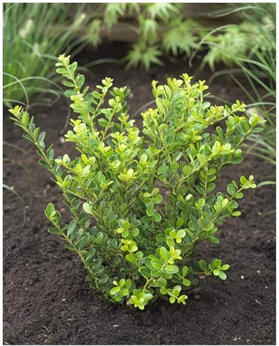 Stauden Gänge 100 x Ilex crenata 'Green Hedge' Japanische Stechpalme | Immergrüner Buchsbaum-Ersatz für Sonne bis Schatten, mehrjährig, schnittverträglich, 9x9 cm Topf