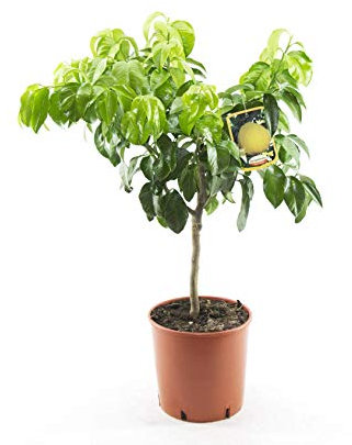 Citrus × clementina 80-100 cm – Klementine (Clementino) – Fruchtiger Zitrusbaum für Garten & Terrasse, Leicht zu Pflegen, Selbstfruchtbar, Ideal für Früchte im eigenen Garte
