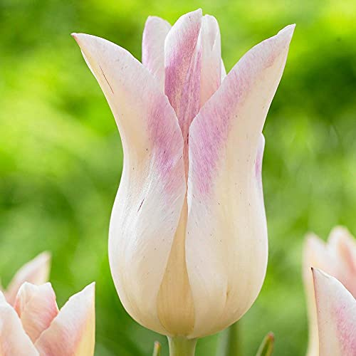 Tulip Lily Flowering Bulbs (FF) (Elegant Lady)