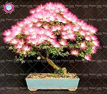 10: Big Promotion 100 Pz Opuntia Semi di fico d'India Rare dolce alta nutritous Cactus semi commestibili di frutta Flower Garden 10