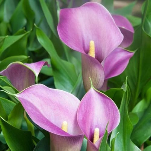 Calla Lily Bulbs-Calla Lily Plant Calla Lily Bulbs UK Calla Lily Bulbs for Planting Now UK,Hardy Perennial,Wedding Flowers,Garden Flowers,Plant Bulbs-8bulbs-b
