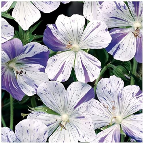 Stauden Gänge 1 x Geranium pratense 'Splish Splash' Bunter Storchschnabel | Bunter Bodendecker für Sonne bis Halbschatten, Blüte Juni bis August, mehrjährig, 9x9 cm Topf