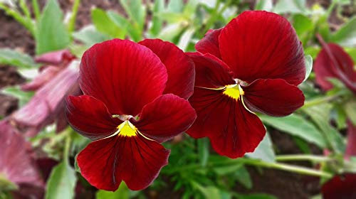 Pansy Boxed Bedding 24 x Red Garden Ready Pansies(Live Plants)