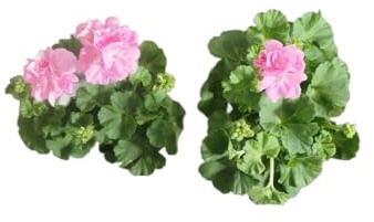 Geranios Rosa DECOALIVE Pack de 2 Plantas Naturales con Flores Rosadas