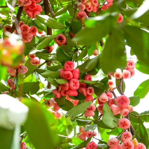 syzygium samarangense - winterhart säulenobst balkonpflanzen zimmerpflanzen säulenobstbäume 200samen