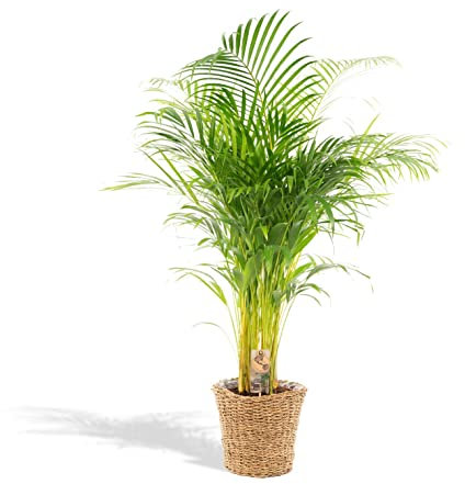 Areca met mand - 120-130cm - Ø24cm