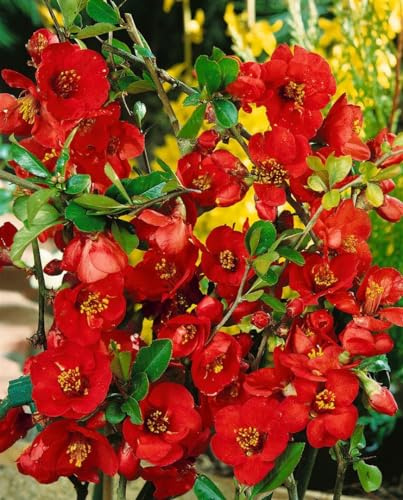 Zierquitte Chaenomeles Nicoline 40-60 cm Heckenpflanze winterhart | Sichtschutz, Bienenweide, schnittvertraeglich, sonnig bis halbschattig, dekorative Blueten, robuste Gartenpflanze