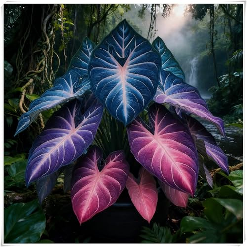 Hosta Bulbi,Resistenti al freddo e alla siccità,Bulbi di Hosta -adatte per la decorazione di giardini e balconi,miste,Radici selezionate di hosta,-4 Bulbi-C