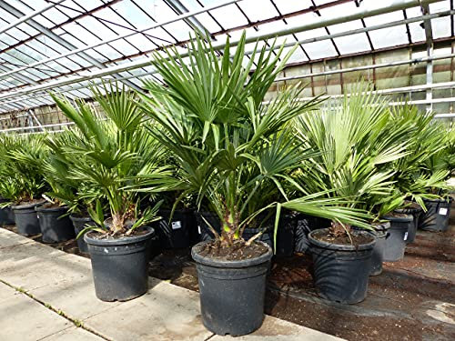 gruenwaren jakubik Palme 'Vulcano' 70 cm Zwergpalme Chamaerops Humilis, winterhart bis -12°C