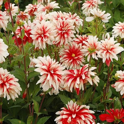 Dahlie Catching Fire | 1 Stück | Knolle | Rot | Weiß | 100% Blütegarantie | QFB Gardening