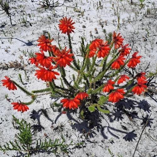 semi resistenti all'erica - rare, arbusti resistenti alla erica all'esterno semi, ombra ornamentali, decorazione, arbusti 600pcs